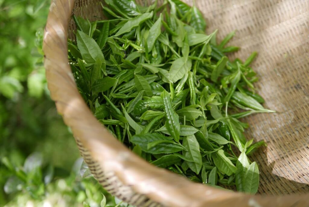 collagen-production-green-tea